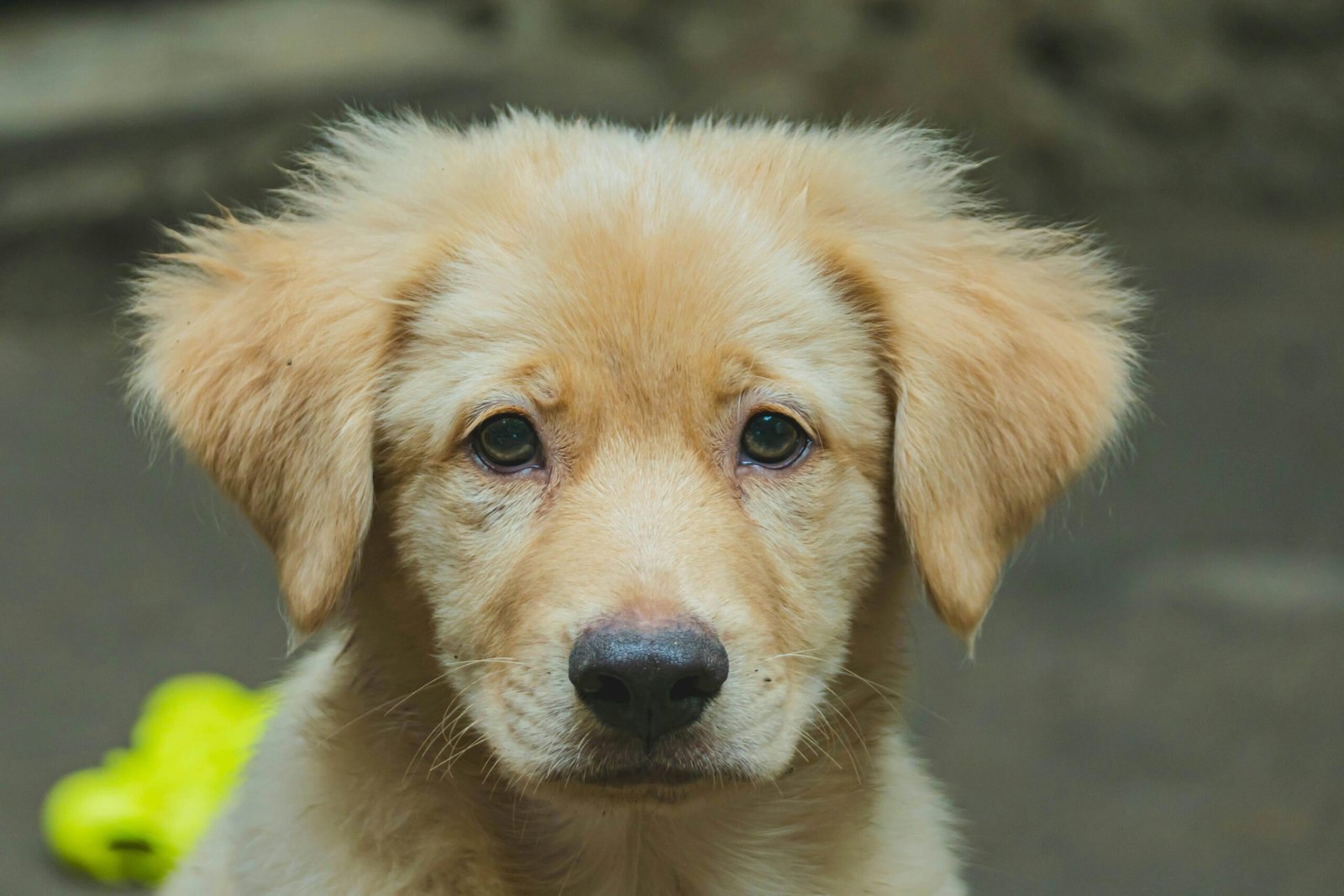 Close-up portrait of a cute golden retriever puppy looking directly at the camera. Perfect for pet lovers.